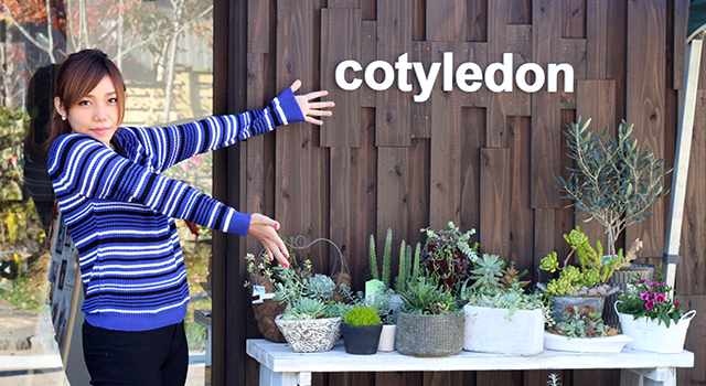 Cotyledon（コチレドン）